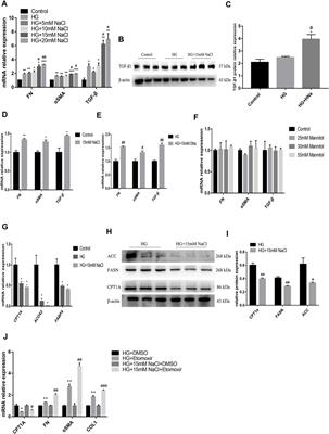 High-Salt Attenuates the Efficacy of Dapagliflozin in Tubular Protection by Impairing Fatty Acid Metabolism in Diabetic Kidney Disease